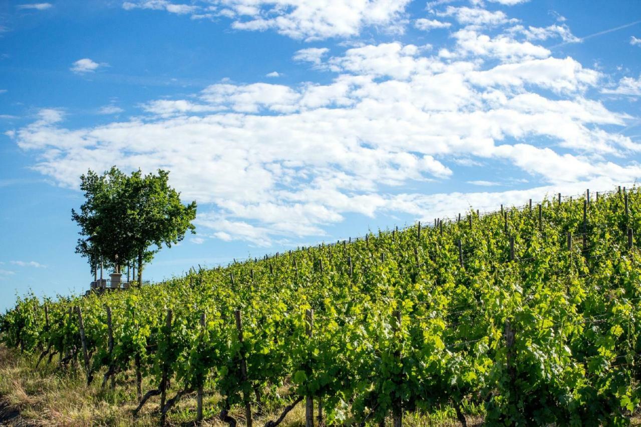 Апартаменты Weingut Knauer Деттельбах Экстерьер фото